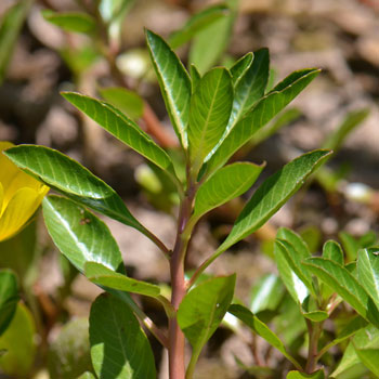 Ludwigia peploides, Floating Primrose Willow